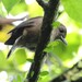 Fiji Shrikebill - Photo (c) peterchristiaen, some rights reserved (CC BY-NC)