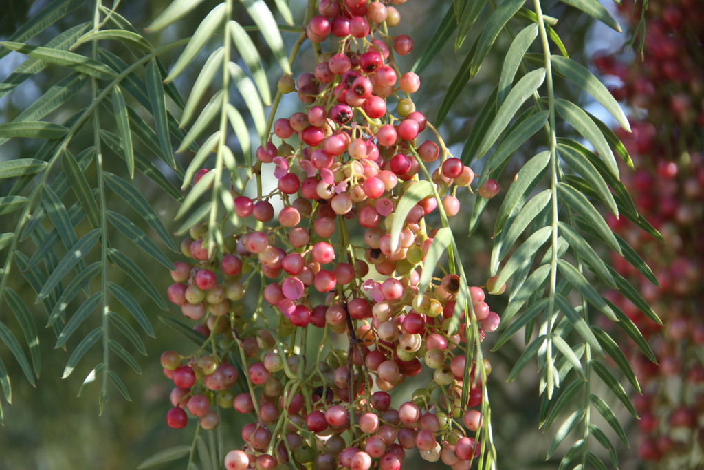 Schinus molle — an easy houseplant, prefers full sun light
