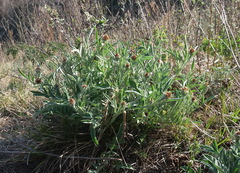 Psephellus sibiricus