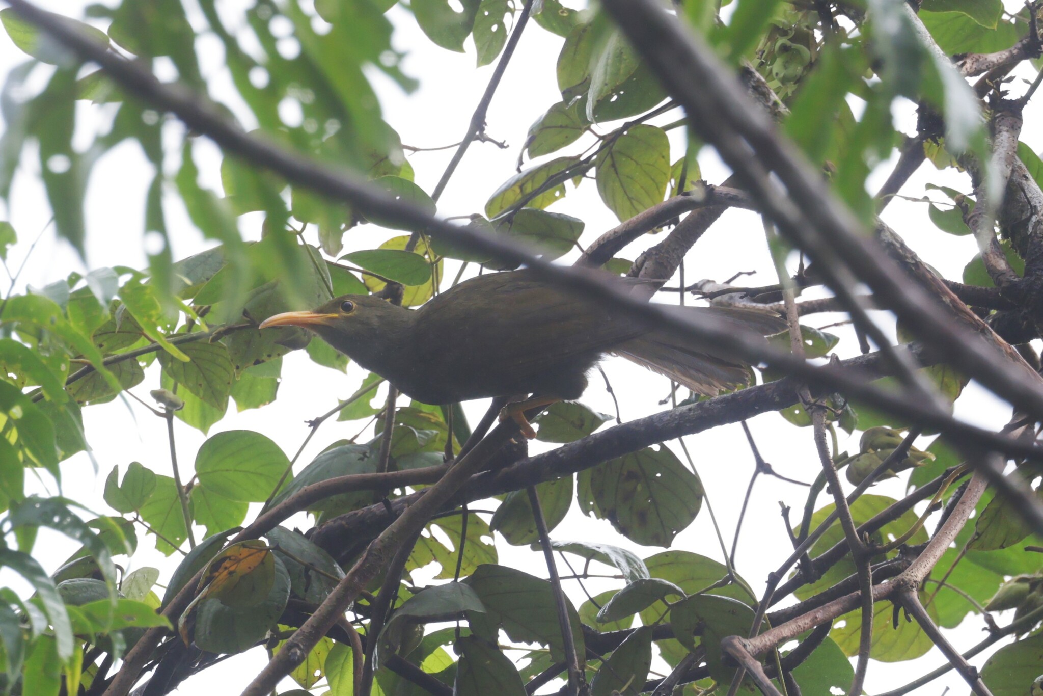 Yellow-billed Giant-Honeyeater illustration