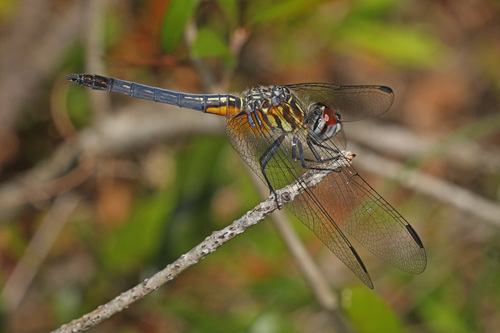 Blue Dasher photographed in Florida