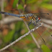 Blue Dasher - Photo (c) Judy Gallagher, some rights reserved (CC BY), uploaded by Judy Gallagher