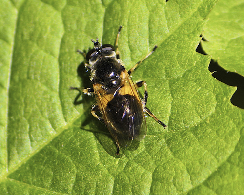 Blera badia (Walker, 1849)