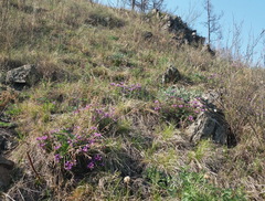 Astragalus ceratoides