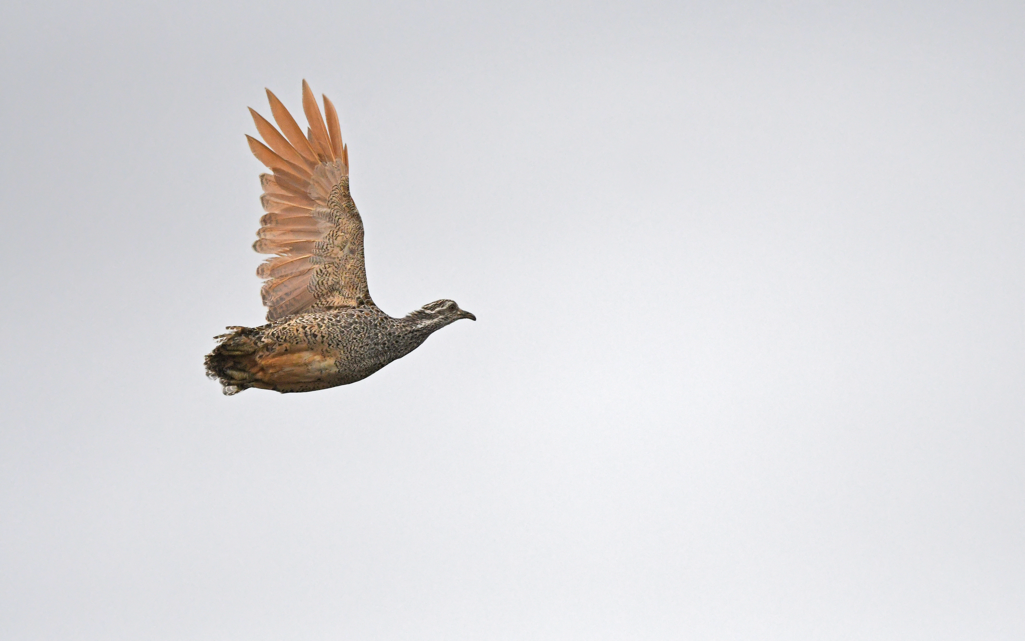 Patagonian Tinamou (Tinamotis ingoufi), photo 1