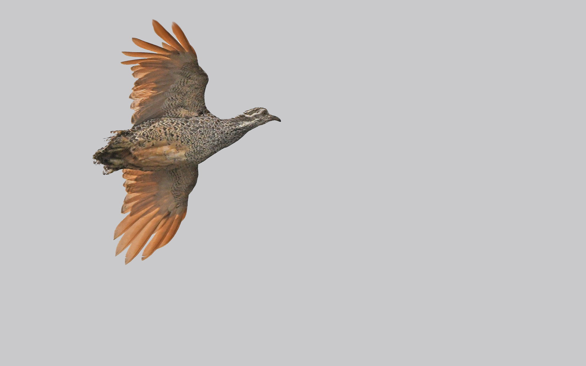 Patagonian Tinamou (Tinamotis ingoufi), photo 2