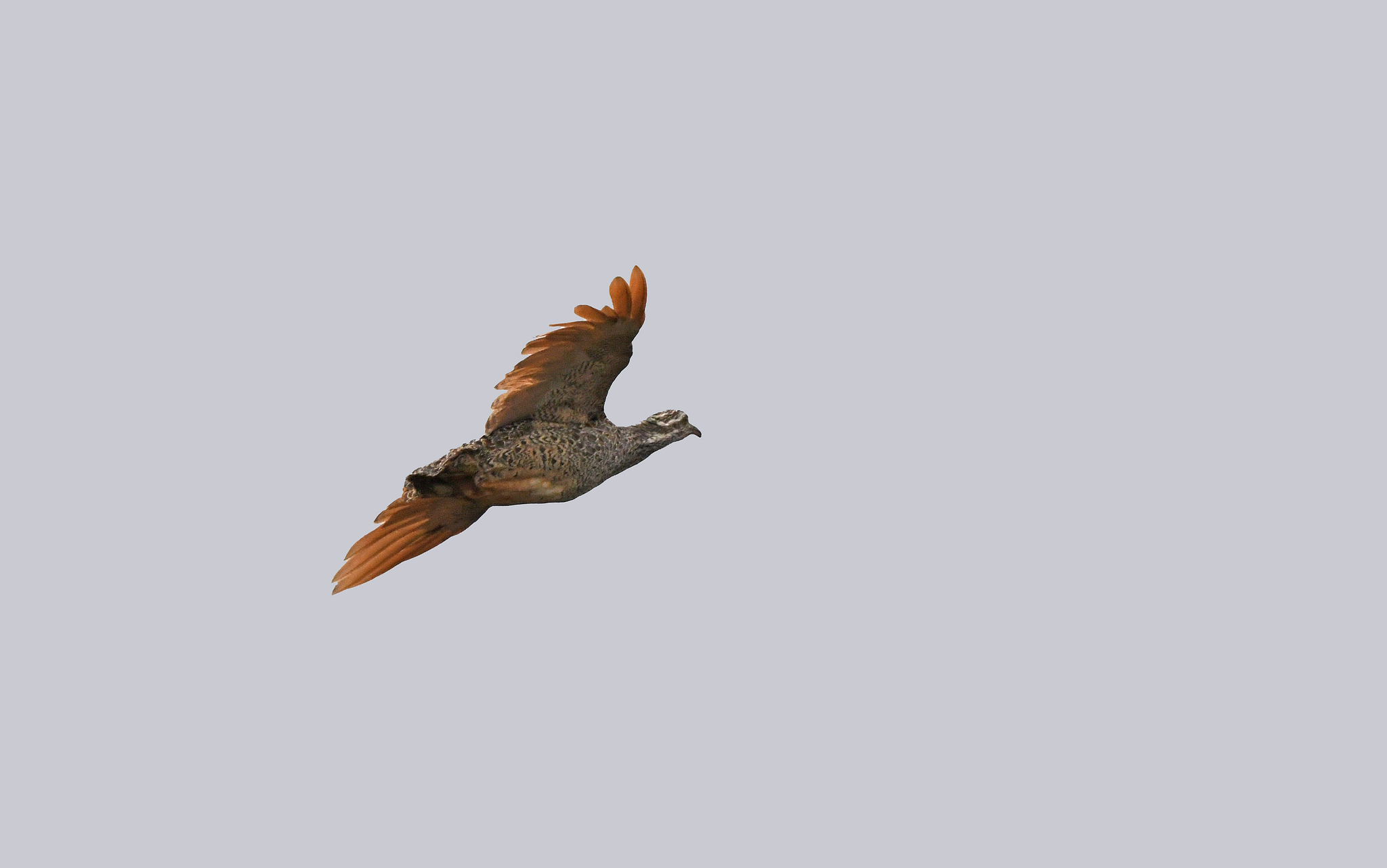 Patagonian Tinamou (Tinamotis ingoufi), photo 9