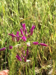 Allium peninsulare
