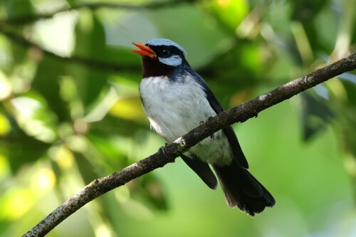 Azure-crested Flycatcher