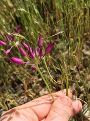 Allium peninsulare