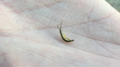 Erichsonella attenuata