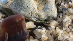 Erichsonella attenuata