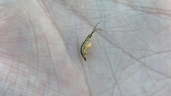 Erichsonella attenuata