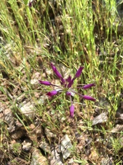Allium peninsulare