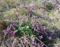 Astragalus ceratoides