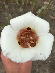 Calochortus vestae
