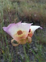 Calochortus vestae