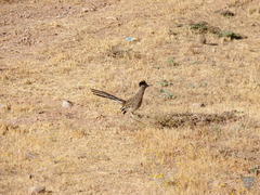 Geococcyx californianus