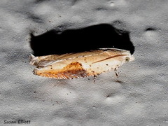 Pseudexentera costomaculana