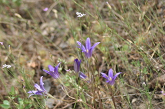 Brodiaea elegans elegans