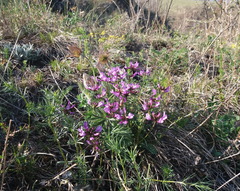 Astragalus ceratoides