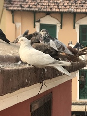 Columba livia domestica