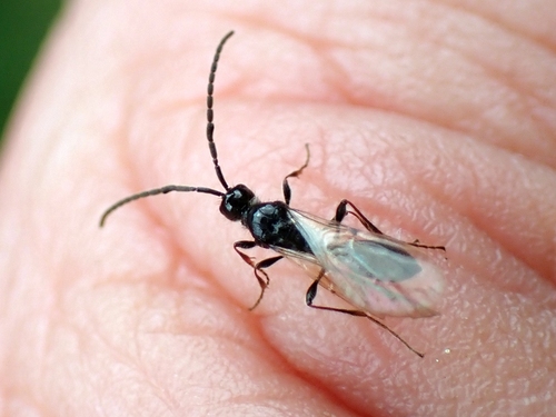 Spilomicrus annulicornis