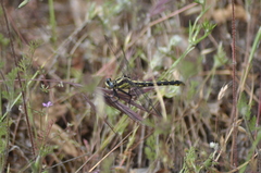 Phanogomphus kurilis