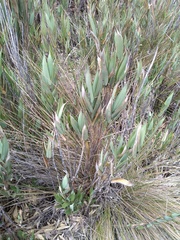 Chusquea tessellata
