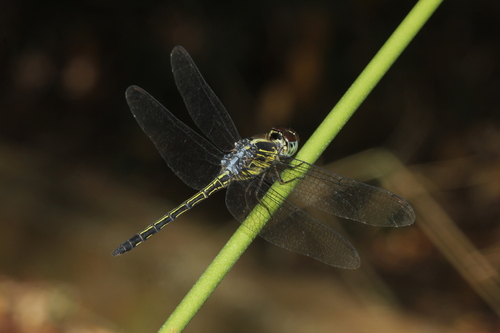 Emerald-banded Skimmer