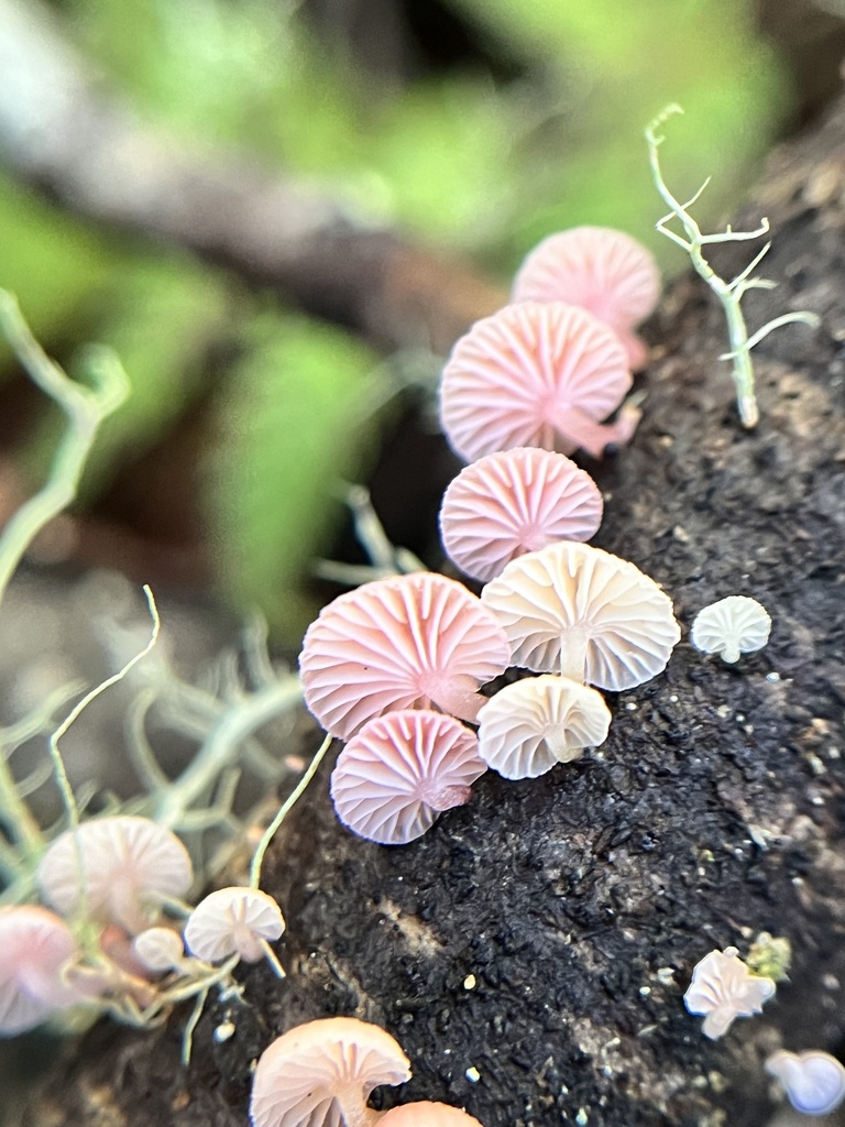 Mycena roseoflava
