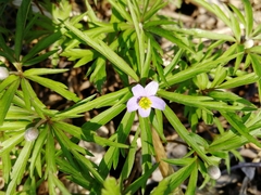 Anemonoides caerulea