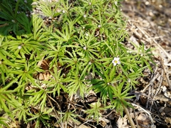 Anemonoides caerulea