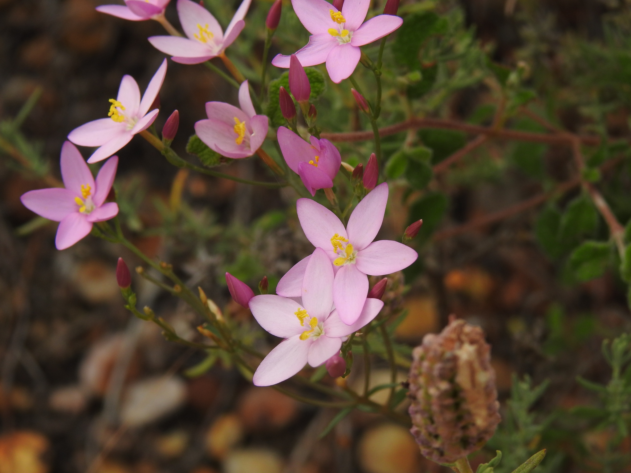 Centaurium erythraea majus