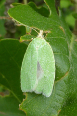 Tortrix viridana