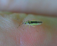 Dryophilocoris kerzhneri