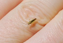 Dryophilocoris kerzhneri