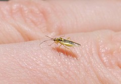 Dryophilocoris kerzhneri