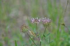 Trifolium obtusiflorum