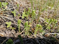 Cruciata glabra krylovii