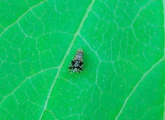 Homoneura euaresta