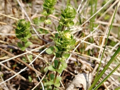 Cruciata glabra krylovii