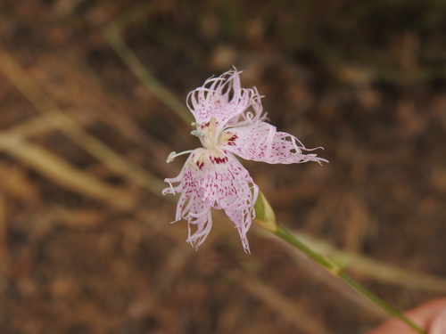 Image of Dianthus broteri by (c) Duarte Frade, some rights reserved (CC BY)