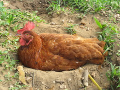 Gallus gallus domesticus