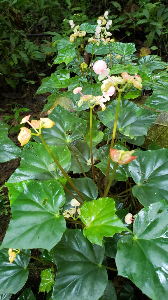 Begonia purpusii