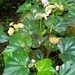 Begonia purpusii - Photo (c) slow-backpacker, μερικά δικαιώματα διατηρούνται (CC BY-NC)