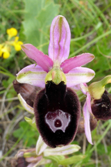 Ophrys bertolonii