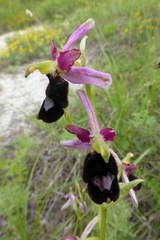 Ophrys bertolonii