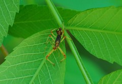 Epidaus tuberosus