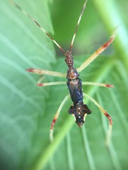 Epidaus tuberosus